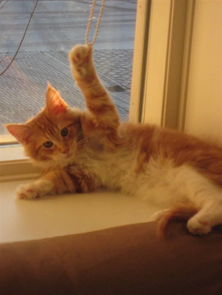 Maine Coon Micharlo´s Nippon - ja jeg har lært at posere ved hjælp af topmodel billede 3