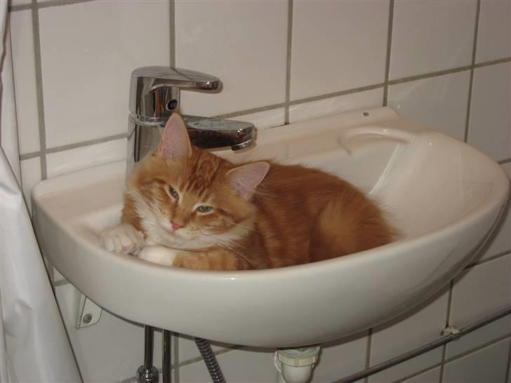 Maine Coon Micharlo´s Nippon billede 4