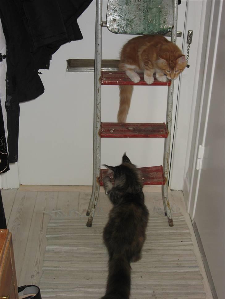 Maine Coon Micharlo´s Nippon billede 5