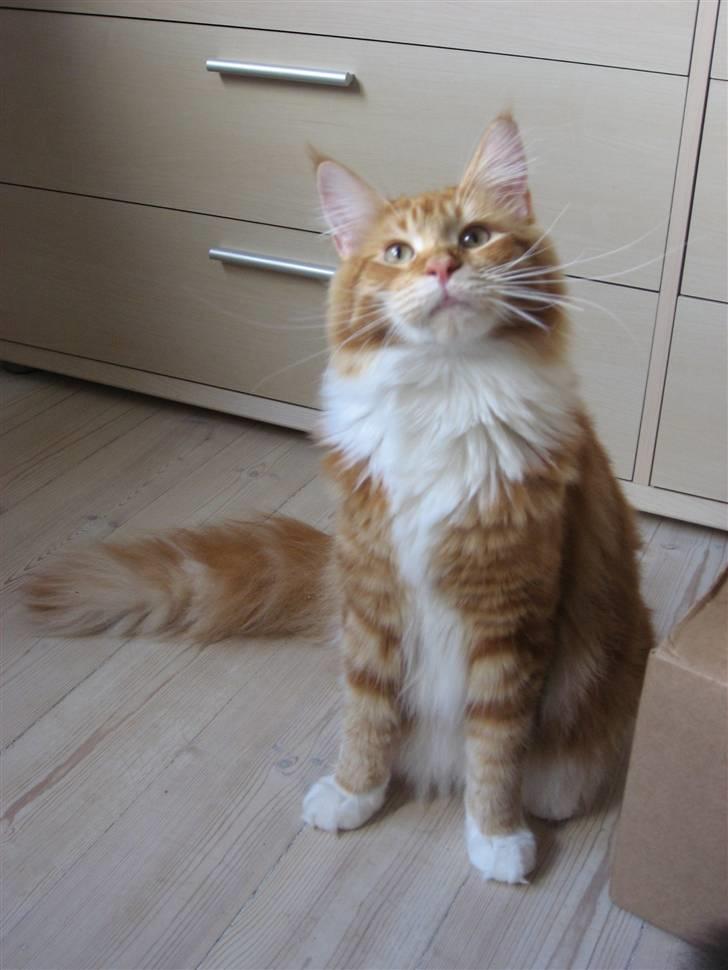 Maine Coon Micharlo´s Nippon - "hej, er jeg ikke sød" billede 6