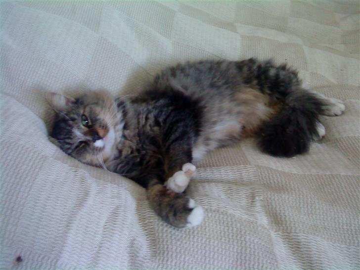 Blanding af racer Elvis R.I.P - Hej, og velkommen til min profil ;) billede 1