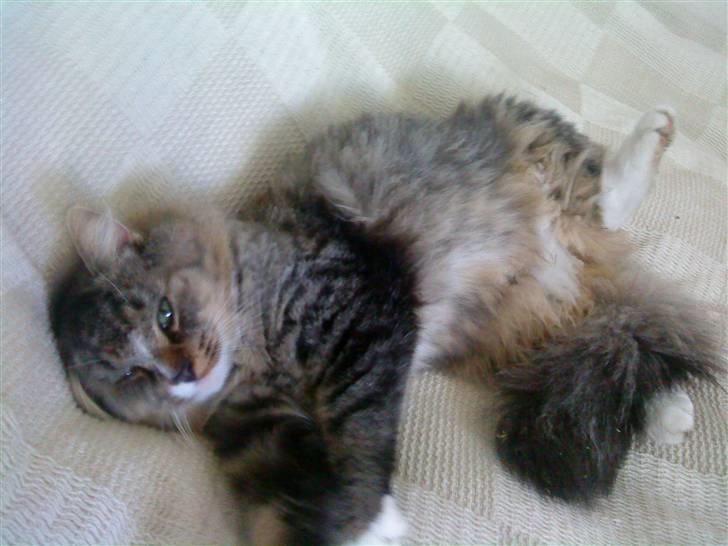 Blanding af racer Elvis R.I.P - Dec 08, utrolig hvad der kan ske på det halve år jeg har haft ham. billede 2