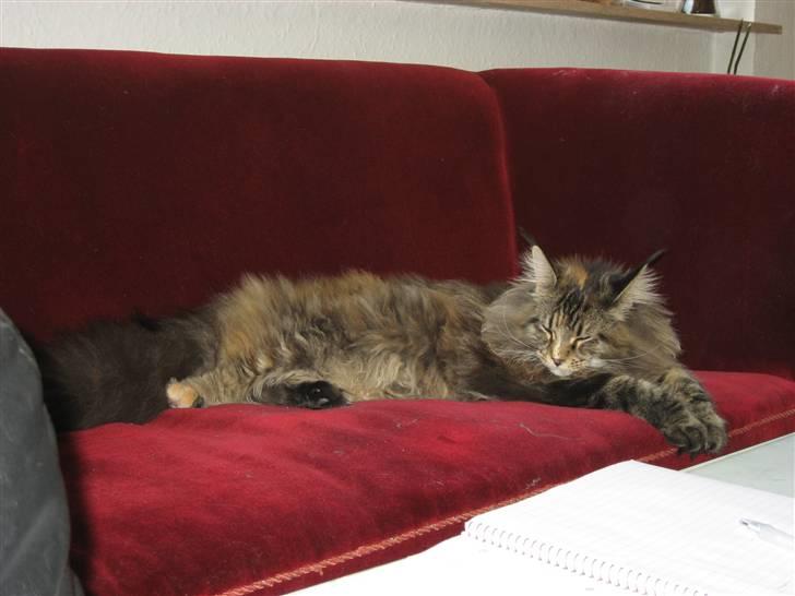 Maine Coon Micharlo´s Dark Rose billede 1
