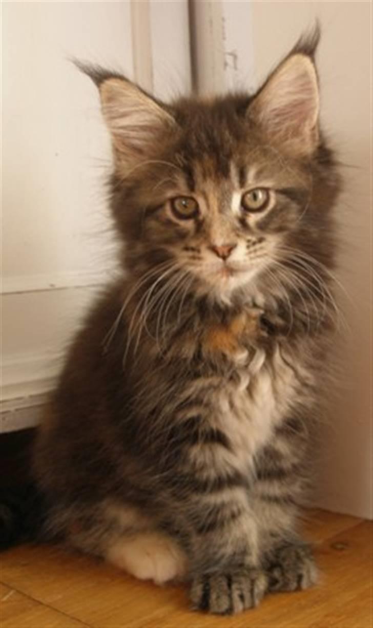 Maine Coon Micharlo´s Dark Rose billede 2