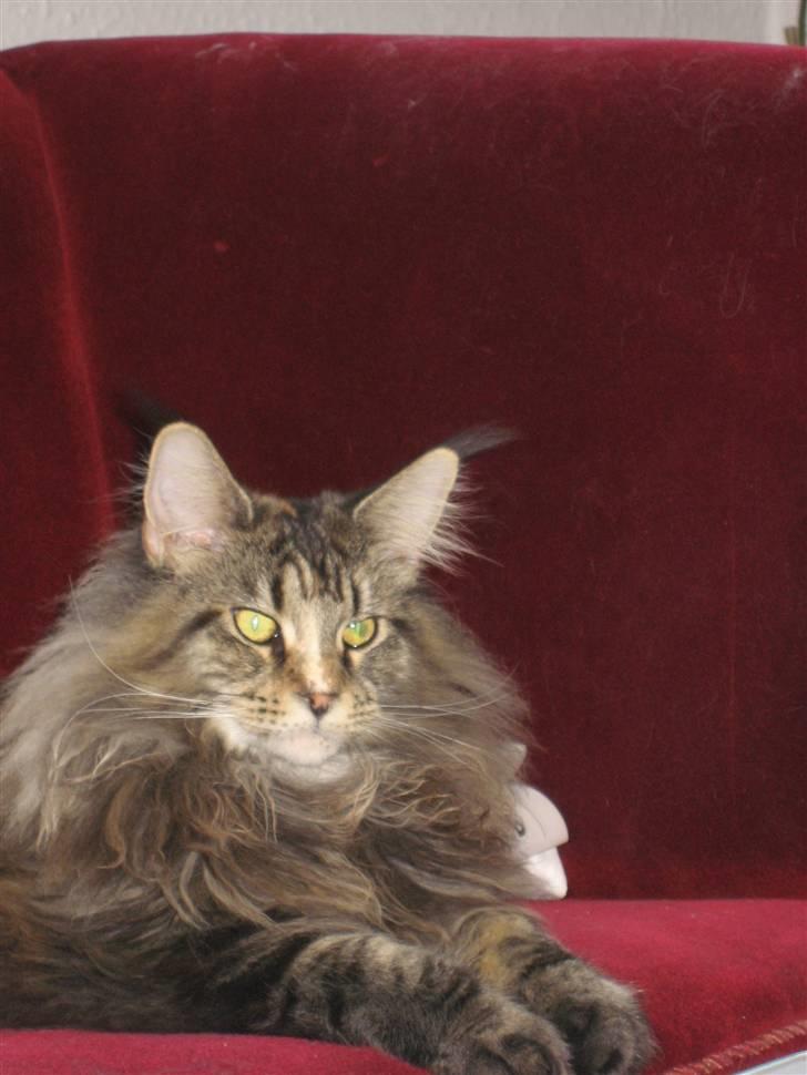 Maine Coon Micharlo´s Dark Rose billede 3