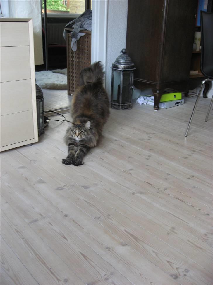 Maine Coon Micharlo´s Dark Rose - uhh det er hårdt at sove dagen væk billede 4