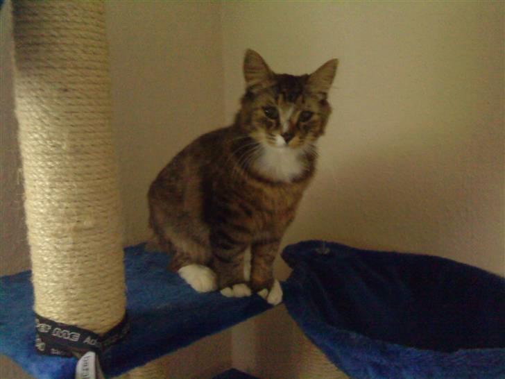 Blanding af racer Elvis R.I.P - Hej mor :) billede 3