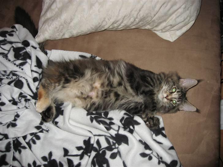 Maine Coon Micharlo´s Dark Rose - afslapning foregår bedst på ryggen billede 5