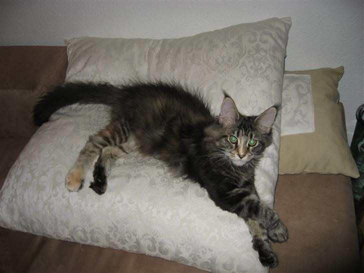 Maine Coon Micharlo´s Dark Rose - min og kun min pude - lidt diva er man vel altid billede 6