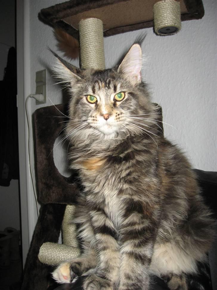 Maine Coon Micharlo´s Dark Rose billede 7