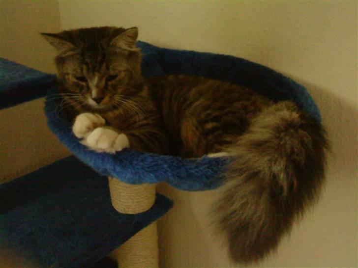 Blanding af racer Elvis R.I.P - Mor, jeg prøver altså at sove. billede 4