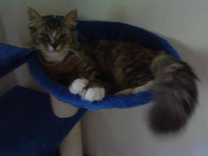 Blanding af racer Elvis R.I.P - Ja ja, ved godt jeg er sød:) billede 5