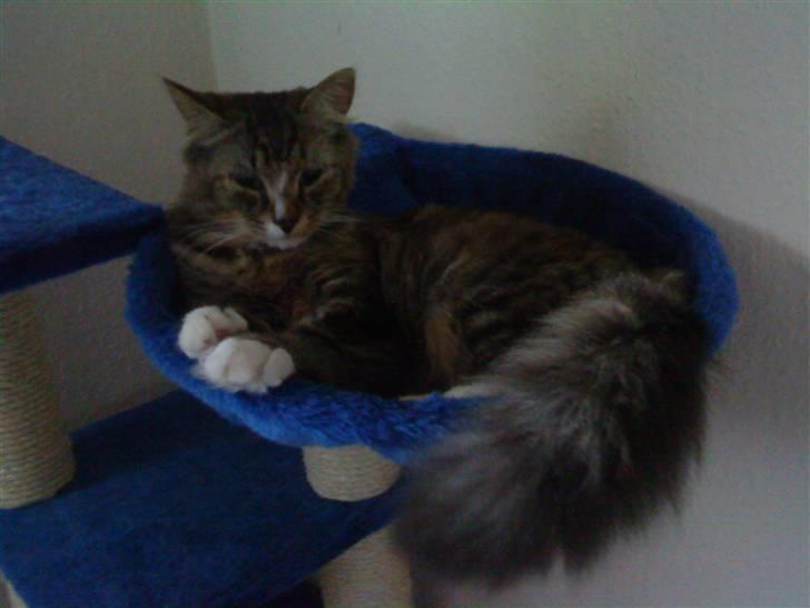 Blanding af racer Elvis R.I.P - Okay, sidste billede. 13/6-08 billede 6