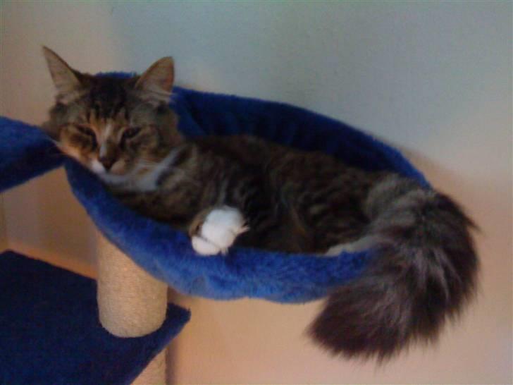 Blanding af racer Elvis R.I.P - Aller sidate billede, nu skal jeg altså sove. billede 7