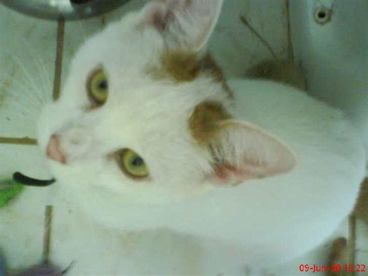 Blanding af racer silke billede 14