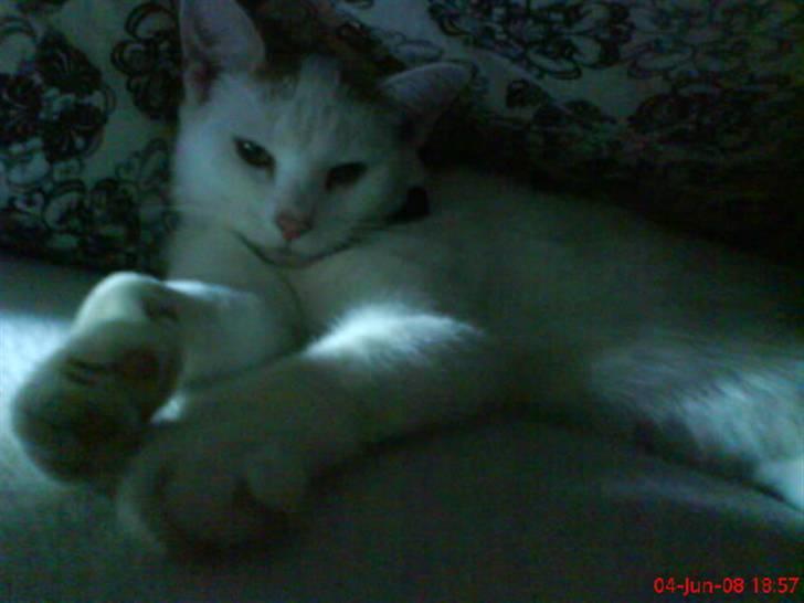 Blanding af racer silke billede 15