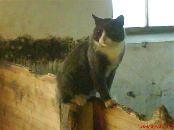 Blanding af racer grå misser død 6/11-2008 billede 5