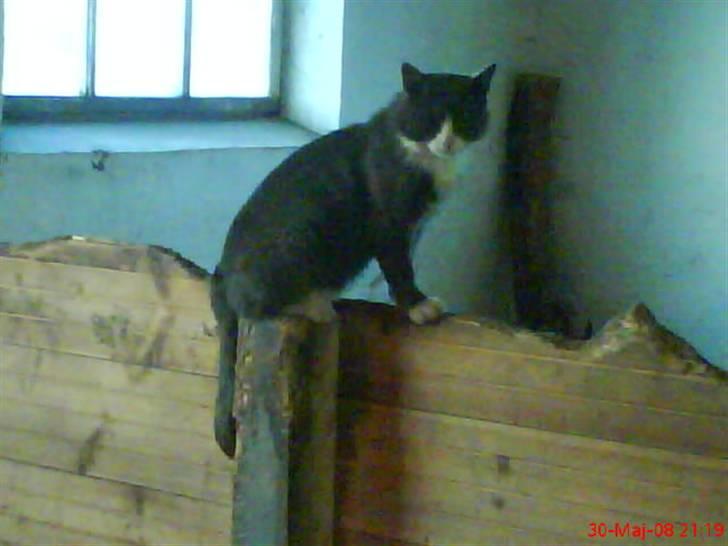 Blanding af racer grå misser død 6/11-2008 billede 6