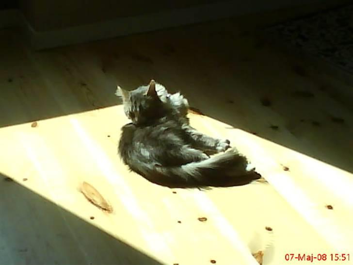 Norsk Skovkat spitty billede 15