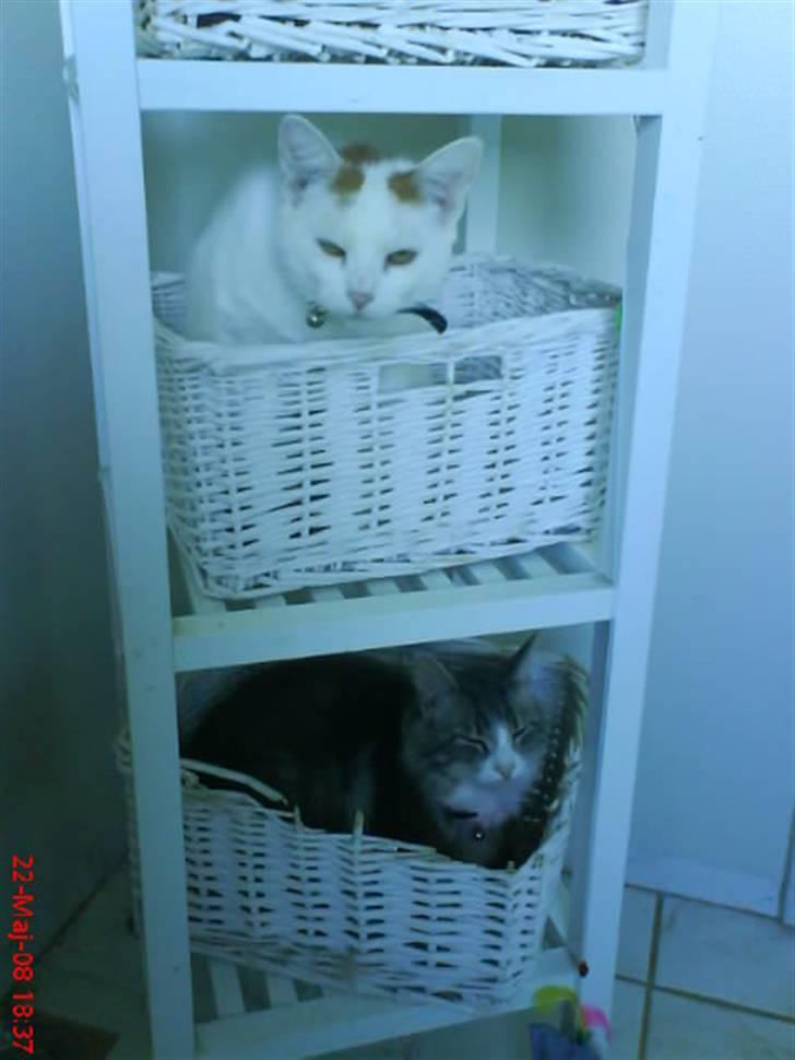 Norsk Skovkat spitty billede 16