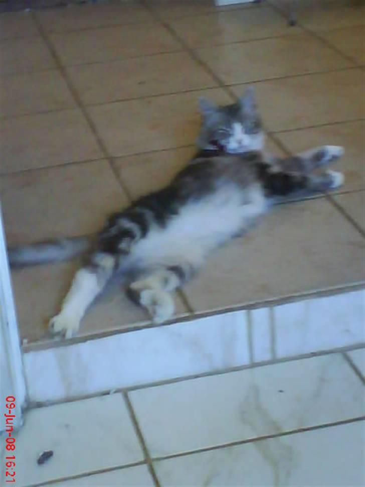 Norsk Skovkat spitty billede 18