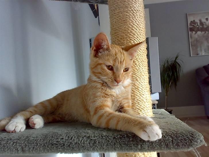 Huskat Tøsen - R.I.P Tøsen 2010 - nøøj nu er jeg ved og være træt<3 billede 5