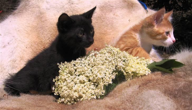 Huskat Prince of darkness - putte hygge med bror-mand...  (c) Taget af Freja Sif A billede 4