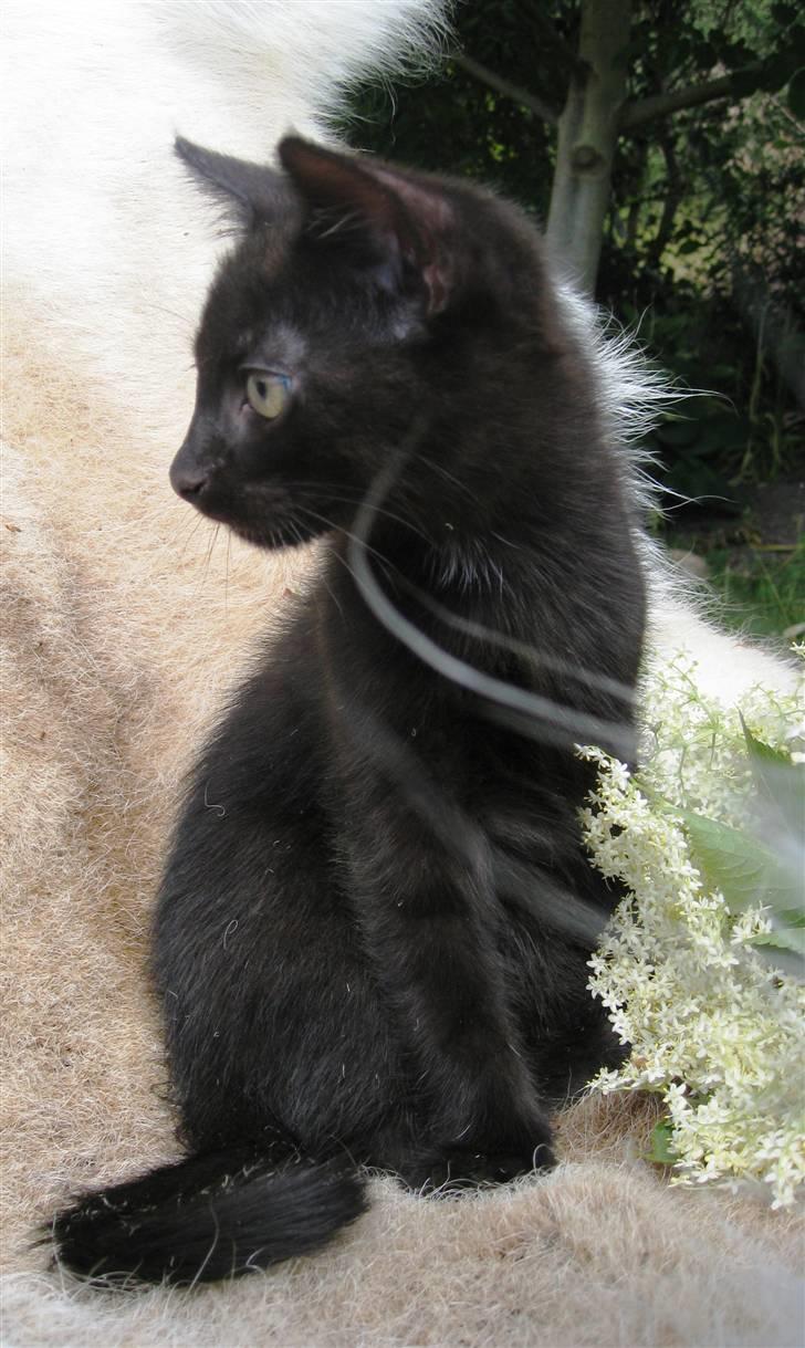 Huskat Prince of darkness - var der noget derovre??  (c) Taget af Freja Sif A billede 5