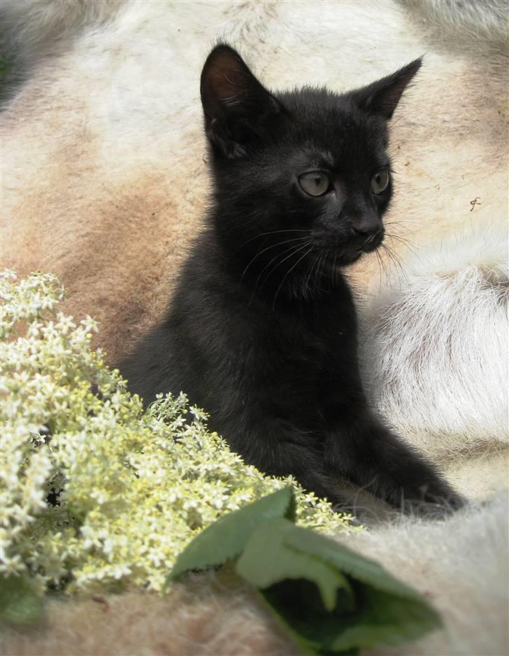 Huskat Prince of darkness -  (c) Taget af Freja Sif A billede 6