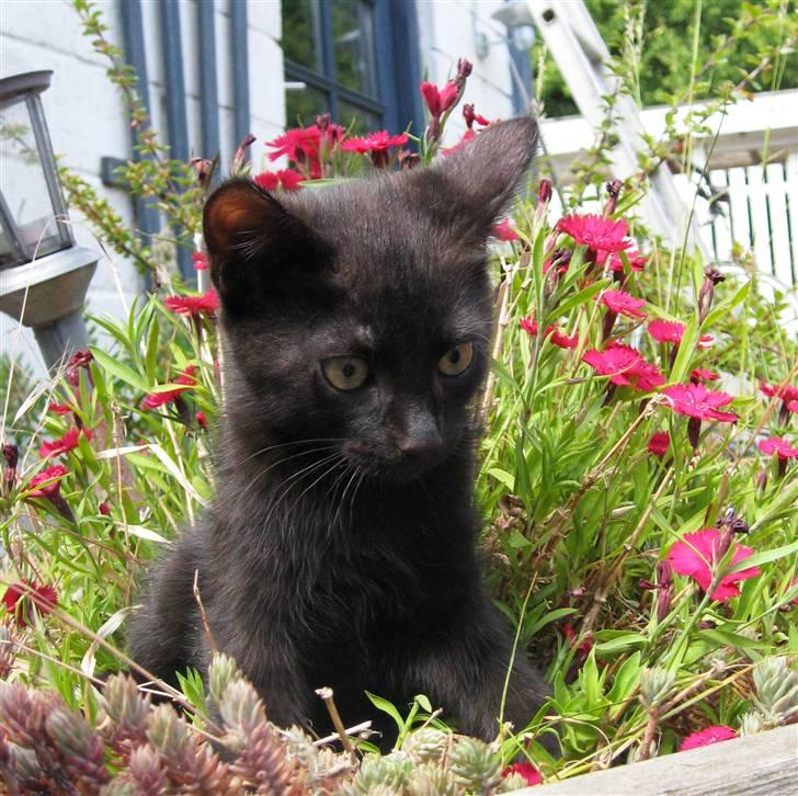 Huskat Prince of darkness -  (c) Taget af Freja Sif A billede 7