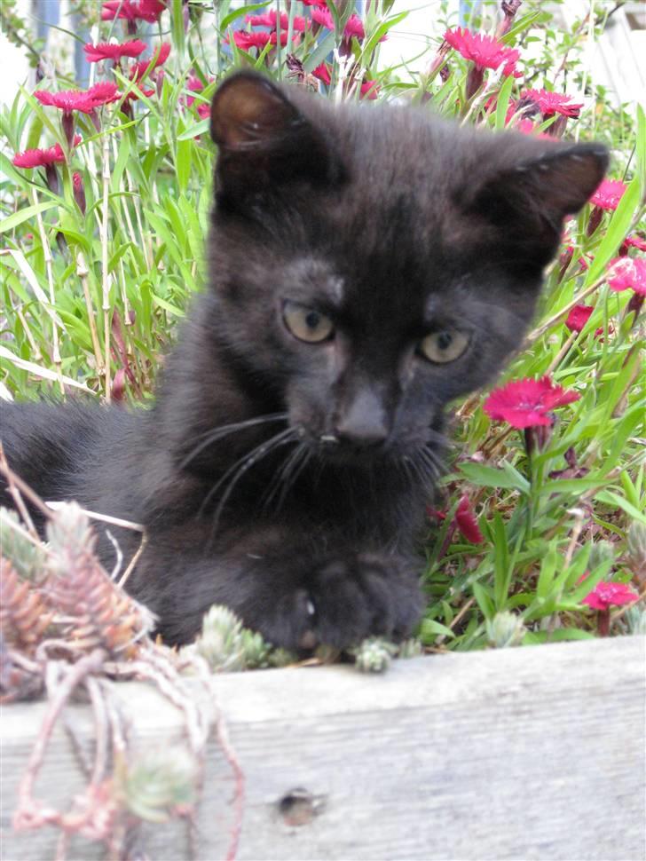 Huskat Prince of darkness - uhm.. jeg elsker blomster..  (c) Taget af Freja Sif A billede 8
