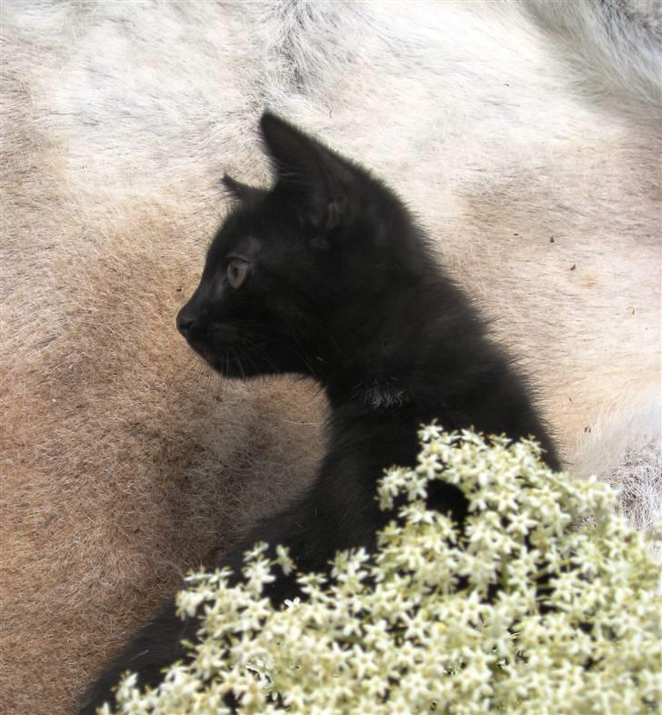 Huskat Prince of darkness -  (c) Taget af Freja Sif A billede 9