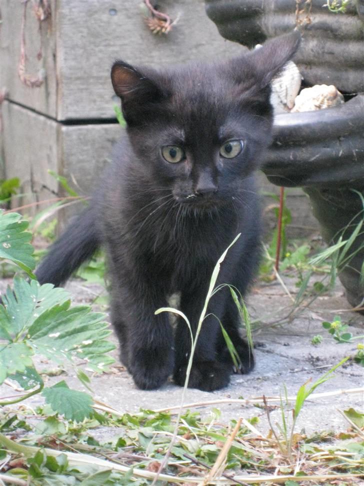 Huskat Prince of darkness - min lille panter... (c) Taget af Freja Sif A billede 10