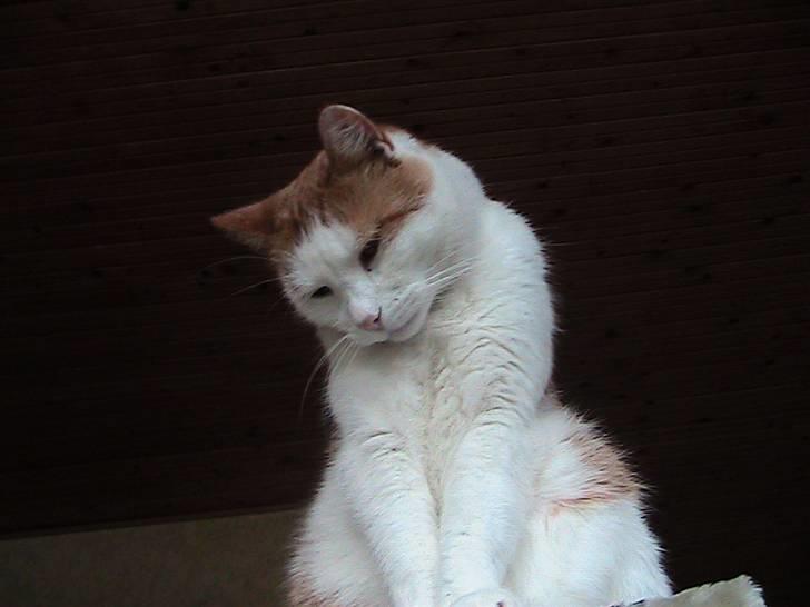 Blanding af racer mis R.I.P billede 1