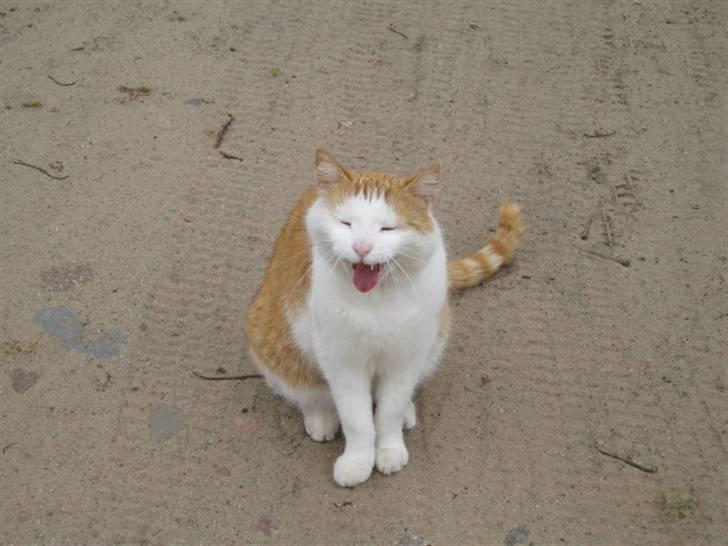 Blanding af racer mis R.I.P billede 2