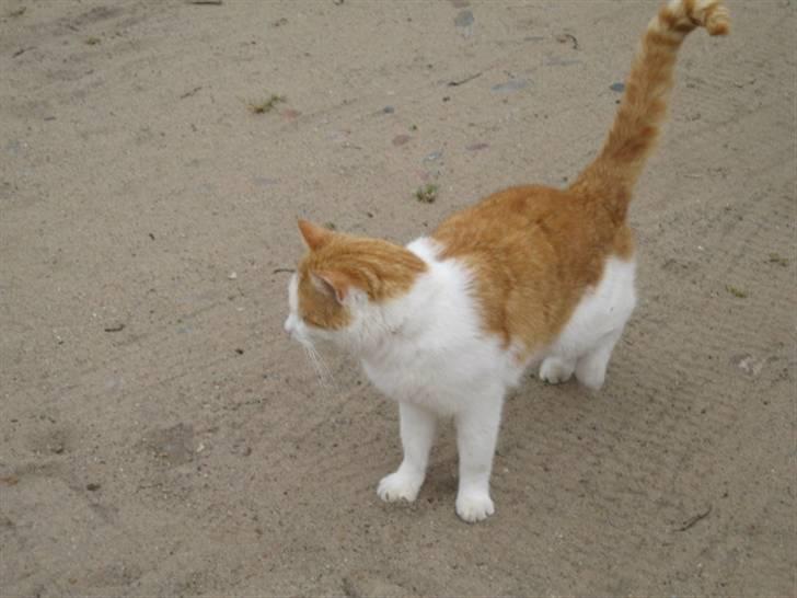 Blanding af racer mis R.I.P billede 3