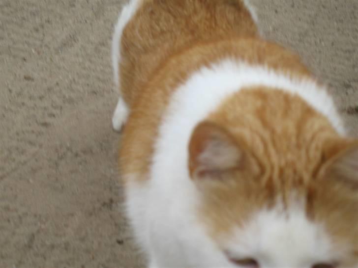 Blanding af racer mis R.I.P billede 4