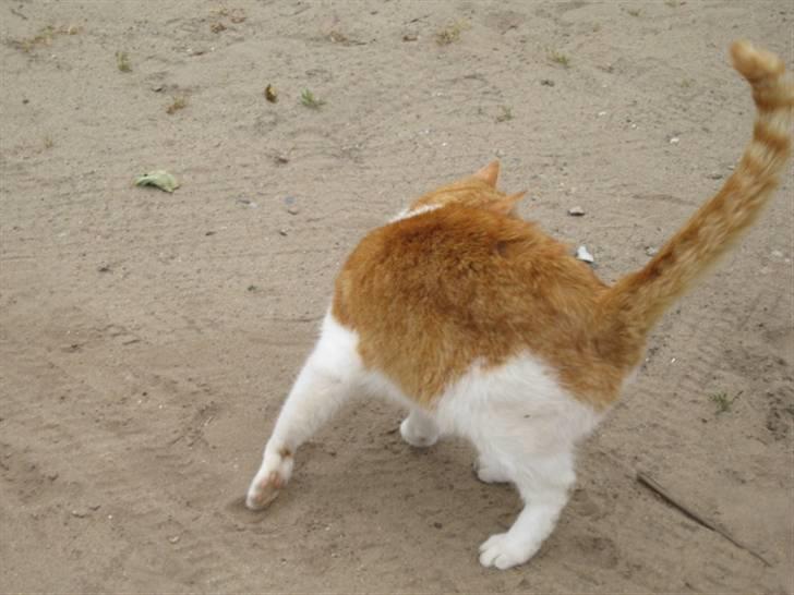 Blanding af racer mis R.I.P billede 5