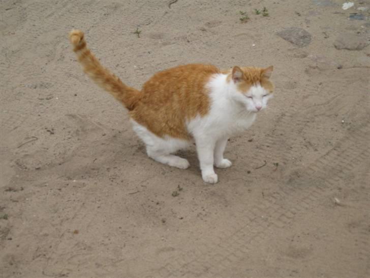 Blanding af racer mis R.I.P billede 6