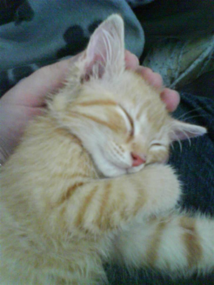 Blanding af racer Axl Rose billede 1