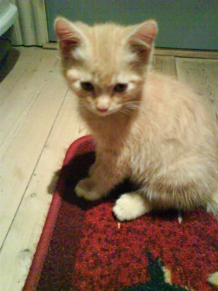 Blanding af racer Axl Rose - Det er lidt farligt at flytte hjemmefra billede 2