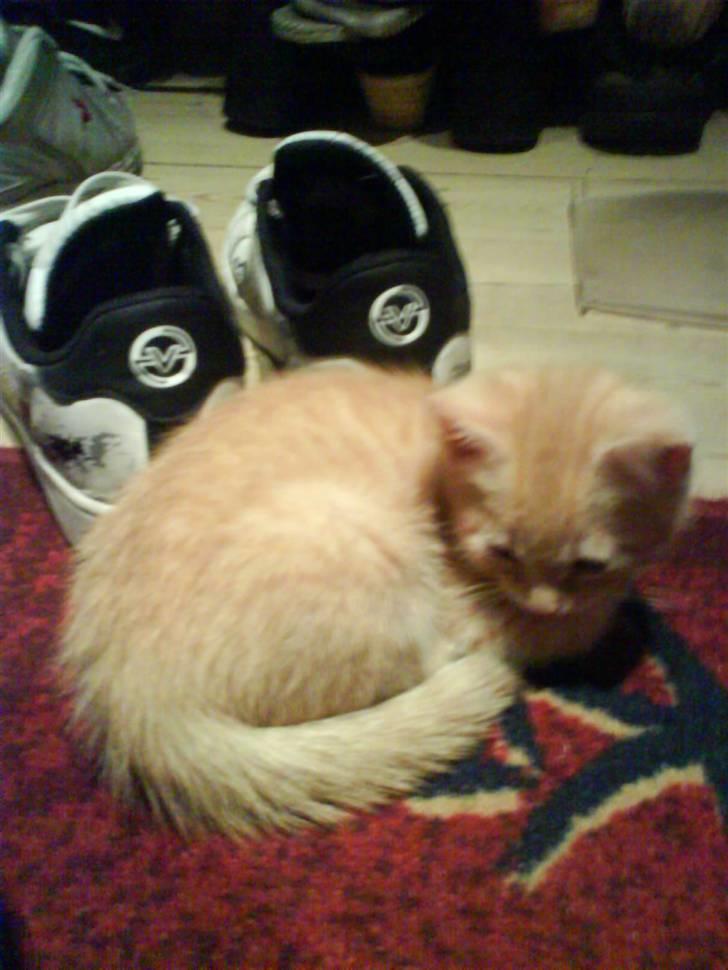 Blanding af racer Axl Rose billede 3