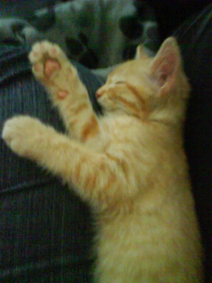 Blanding af racer Axl Rose - Man bliver vel træt når man har besøgt den slemme dyrlæge billede 4