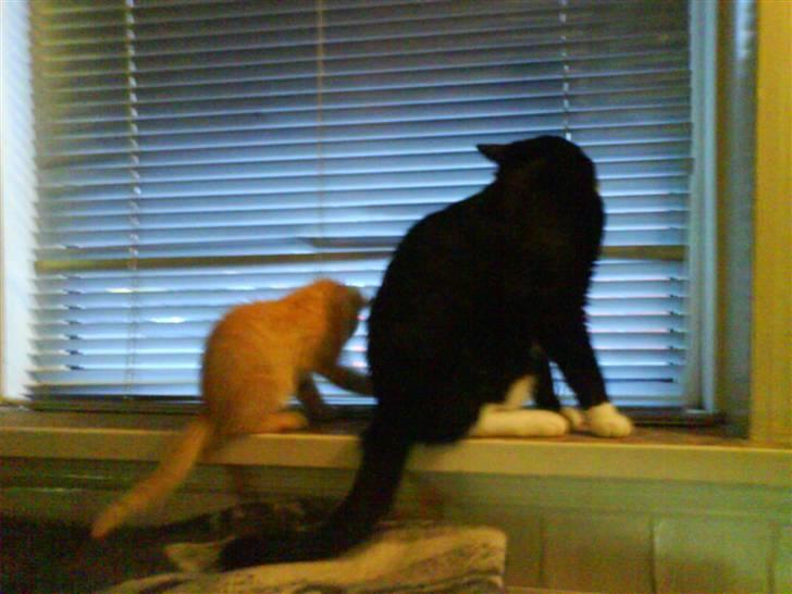 Blanding af racer Axl Rose - Lille mis, stor mis billede 5