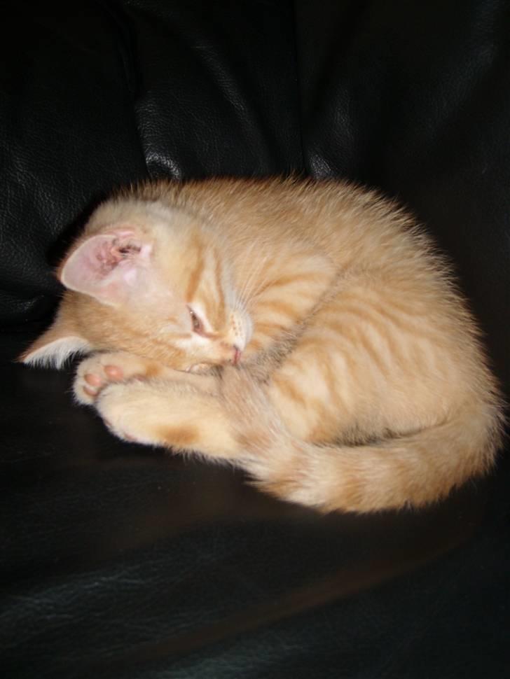 Blanding af racer Axl Rose billede 6