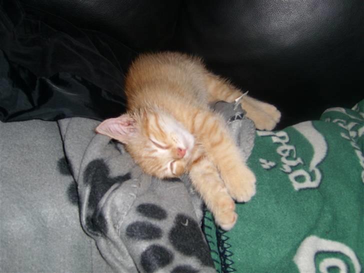 Blanding af racer Axl Rose - Jeg er en meget farlig sofaløve billede 8