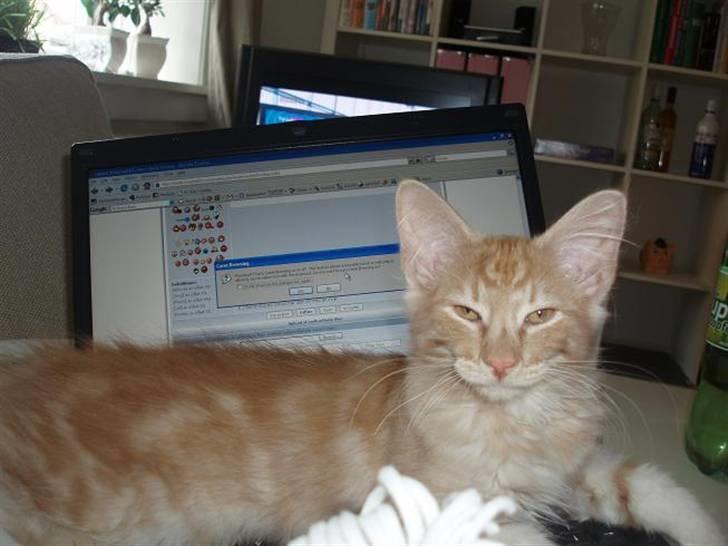 Norsk Skovkat Viktor - 14 uger gammel billede 5