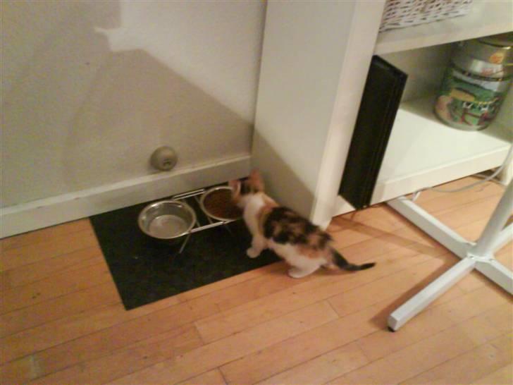 Huskat Lilo - Så blev det mad tid... billede 1