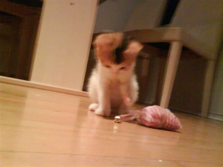 Huskat Lilo - Den er nu meget sød den mus... billede 2