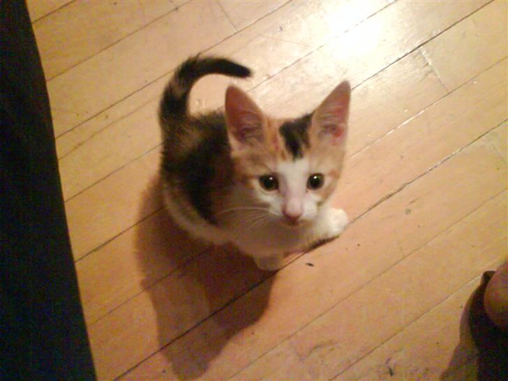 Huskat Lilo billede 3